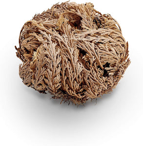 Rose of Jericho