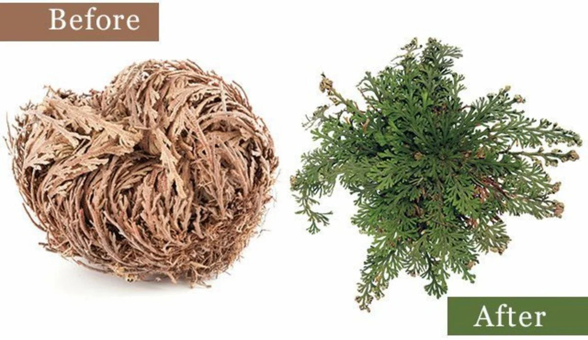 Rose of Jericho